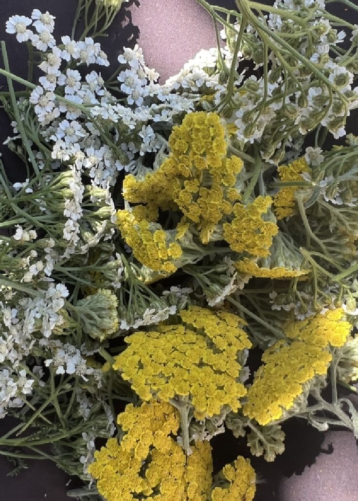 A close up of some yellow flowers and green leaves