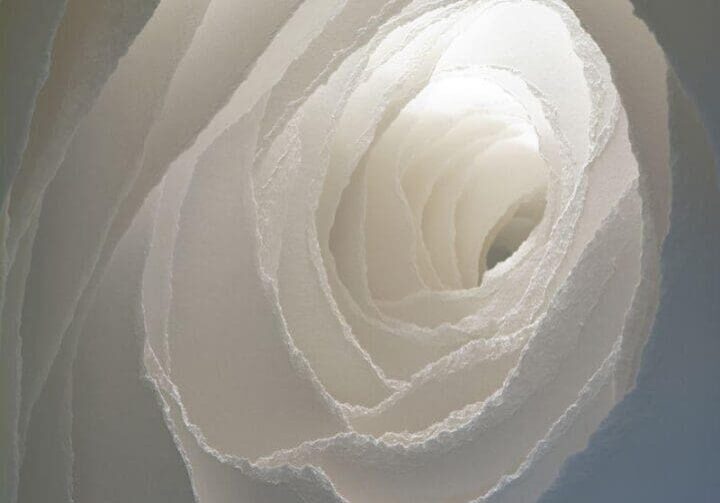 A white rose is shown in the middle of a spiral.